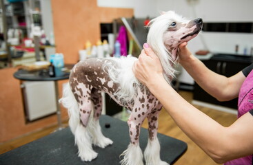 Breed Dog Grooming Chinese Crested