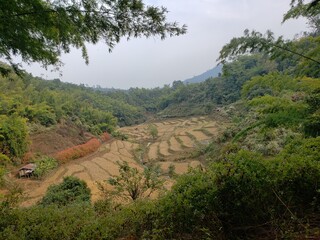 Fototapeta na wymiar Thailand rice field