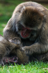 monkey eats lice