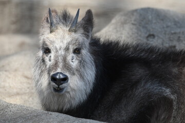 ニホンカモシカ © swgwecp