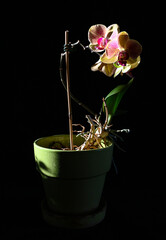 Orchid black background