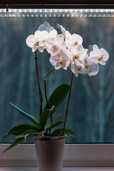 Potted moth orchid under led lamp on window sill, white Phalaenopsis aphrodite blooming in winter