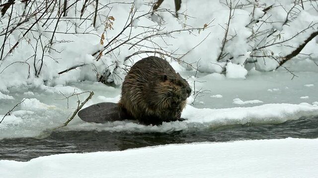 American Beaver in winter in river eating and swimming, snow and ice