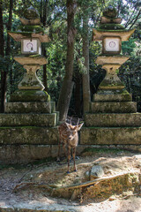 deer in ancient park