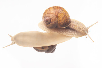 Helix pomatia. snails on transparent glass. mollusc and invertebrate. delicacy meat and gourmet food.