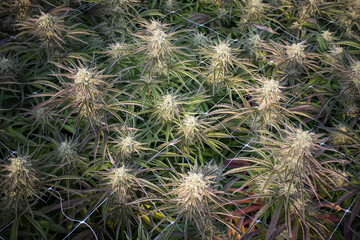 Overhead of Cannabis Flowers