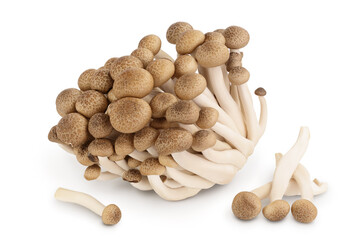 Brown beech mushrooms or Shimeji mushroom isolated on white background with clipping path and full depth of field.