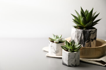 Beautiful potted succulents on light grey table. Space for text