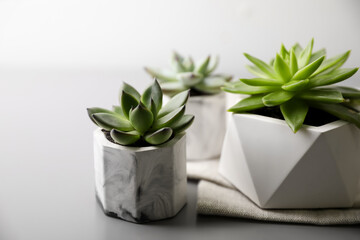 Beautiful potted succulents on light grey table, closeup