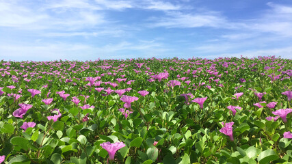 Field of Beach morning glory flowers or Bayhops flowers (Bay-hops) at Karon beach, Phuket Thailand. Selective focus