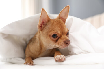 Cute Chihuahua dog under blanket at home, closeup