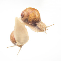 Helix pomatia. snails on transparent glass. mollusc and invertebrate. delicacy meat and gourmet food.