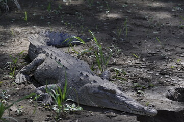 Crocodile, Costa Rica