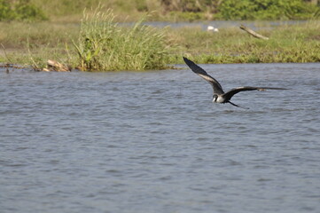 Bird soaring above water