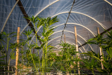 Young Cannabis clones growing in a greenhouse