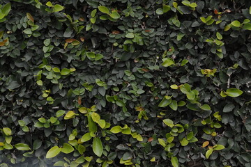 green leaves background