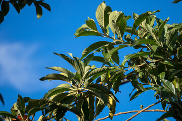 Obraz premium Low angle of tree with orange flower and blue sky