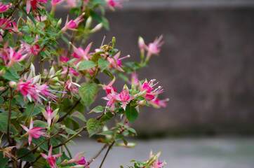 pink flowers in the garden