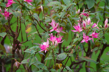 pink flowers in a garden