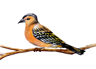 hand drawn sketch bird. color pencils illustration isolated on white background object