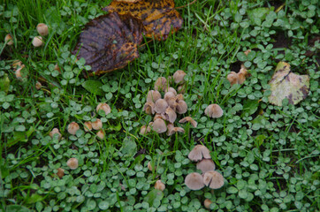 mushrooms with grass