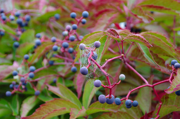 blue berries, red branches and green leaves