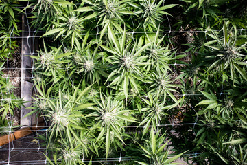 Cannabis plants with flowers from a top view overhead