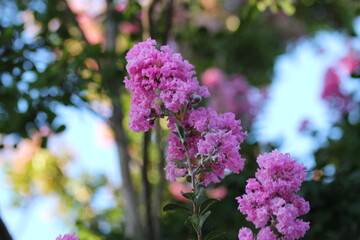 lilac flowers in the garden