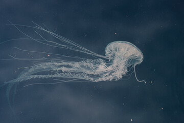 Jellyfish swimming close to surface  s seen from the walkway near Peir 5 in Baltimore's Innter Harbor