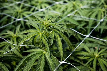 Cannabis Plants growing through support nets