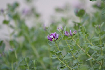 purple flowers