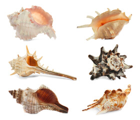 Obraz premium Set of different beautiful sea shells on white background