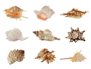 Set of different beautiful sea shells on white background