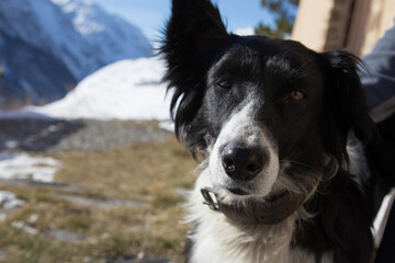 Closeup of an Inquisitive Black and White Border Collie Dog