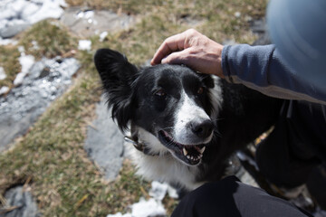 Happy Border Collie Dog