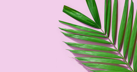 Tropical palm leaves on pink background.
