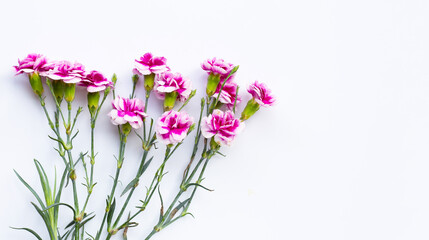 Carnation flower on white background. copy space