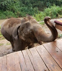 asian elephant in zoo