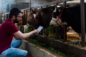 Portrait of young farmer standing in cow farm and using tablet. Working at cattle farm. Organic...