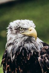 Harris Eagle very serious look