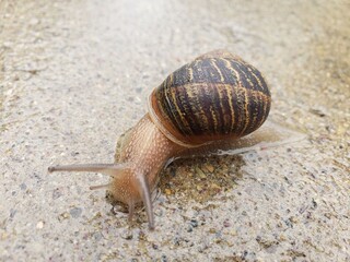 snail on a stone