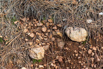 Laterite soil orange clay rocks dry grass pine needles in autumn forest in Bulgaria