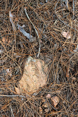 Laterite soil orange clay rocks dry grass pine needles in autumn forest in Bulgaria