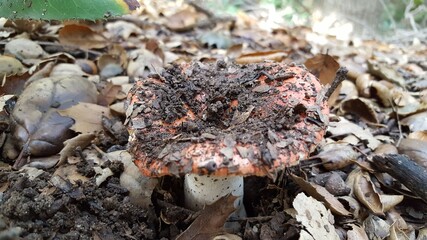 mushrooms in the forest
