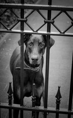 Portrait Dog in Holland 