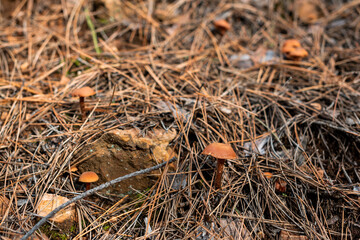 Small mushroom in sharp focus on forest floor covered with fallen autumn leaves and sticks in Bulgaria, Europe