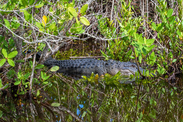 Alligator in mangroves.