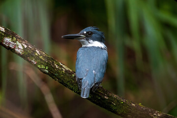 Belted kingfisher