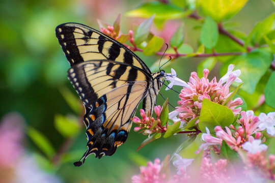 A tiger swallowtail butterfly pollinating  flower.