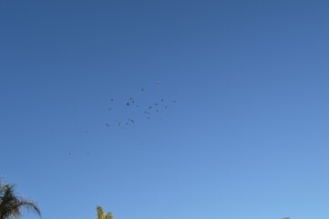 A cloudless winter day in Florida. 